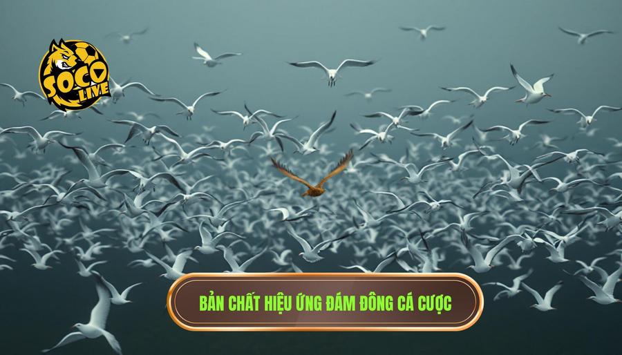 Kinh nghiệm bắt kèo ngược đám đông: Nghệ thuật tư duy ngược trong cá độ bóng đá 1 Hiểu bản chất của hiệu ứng đám đông trong cá cược